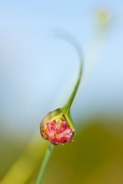 Цветок чеснока — стоковое фото