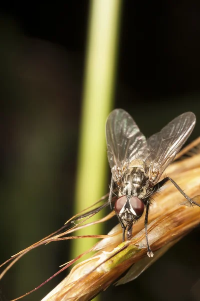 Närbild av en flygning — Stockfoto