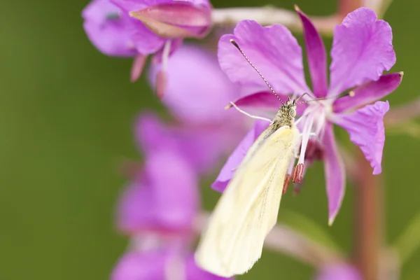 Butterfly on pink plant — Stock Photo, Image