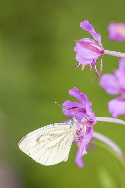 Butterfly on pink plant — Stock Photo, Image