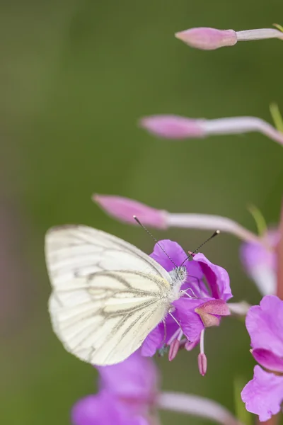 Mariposa sobre planta rosa — Foto de Stock