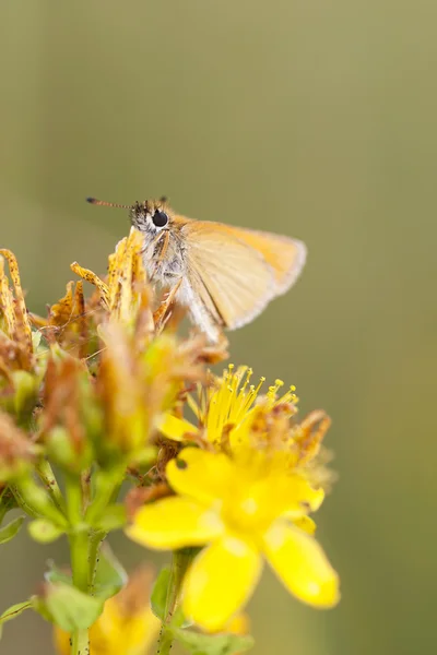 Small yellow butterfly on flower — Stock Photo, Image