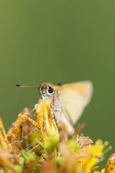 Borboleta amarela pequena em flor — Fotografia de Stock