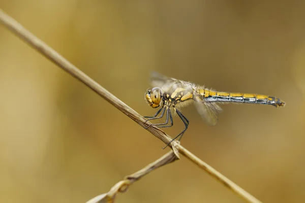 Dragonfly on a plant straw — Stock Photo, Image