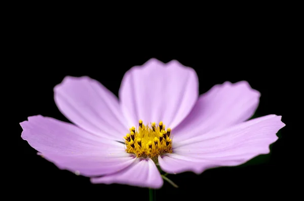 花の紫色の花 — ストック写真