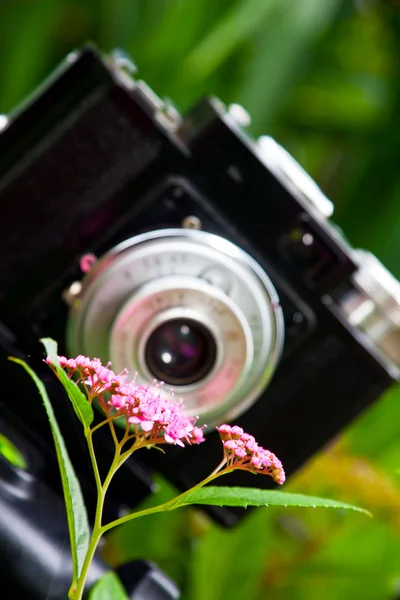 Klasszikus Slr fényképezőgép és virág — Stock Fotó