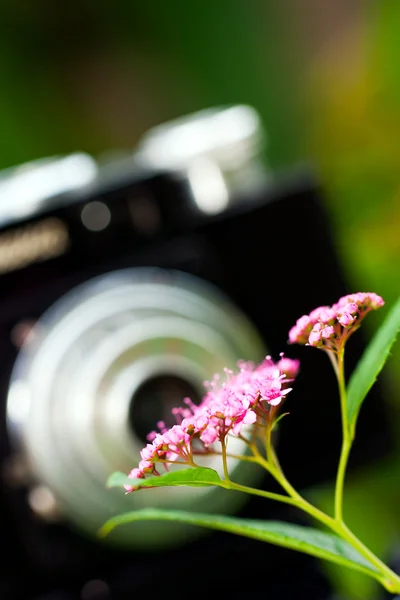 Classical SLR camera and flower — Stock Photo, Image