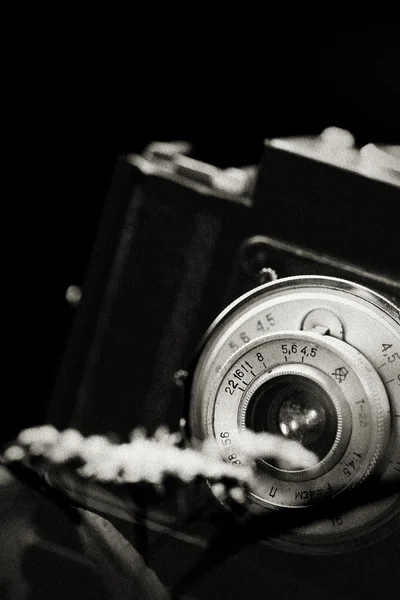 Классическая SLR-камера и цветок — стоковое фото