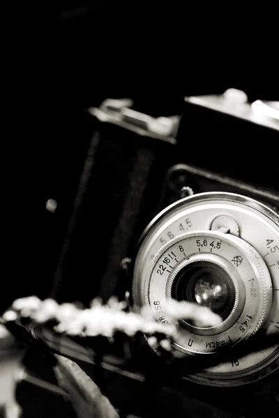 Classical SLR camera and flower — Stock Photo, Image