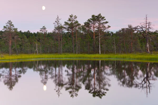 Lago em um pântano — Fotografia de Stock