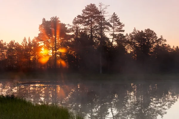 Sunbeams behind forest at misty morning — Stock Photo, Image