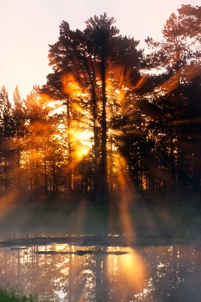 Solstrålar bakom forest Dimmig morgon — Stockfoto