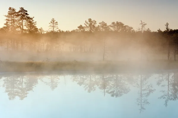 Niebla de la mañana en un pantano — Foto de Stock