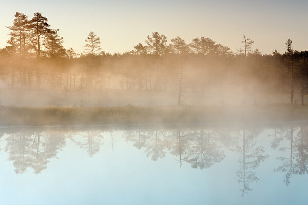 Morning mist in a marsh