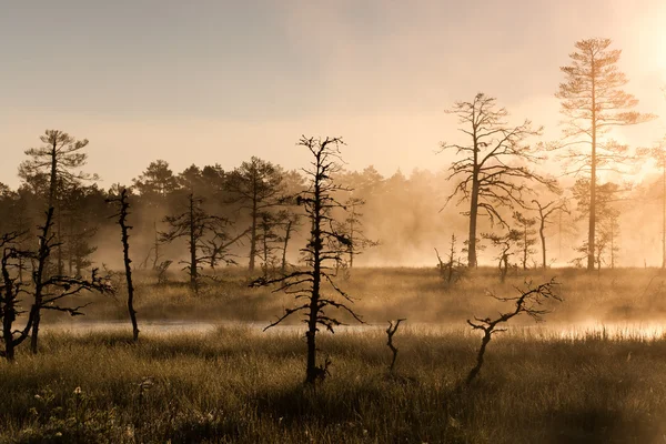 Bare trees in misty marsh — Stock Photo, Image