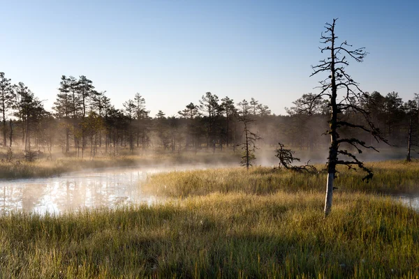 Kala träd i dimmiga marsh — Stockfoto