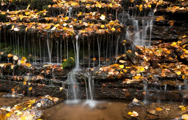 Падение воды между осенними листьями — стоковое фото