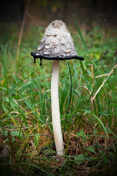 Mushroom Coprinus comatus — Stock Photo, Image