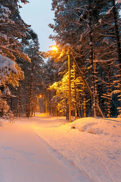 在白雪皑皑的森林跑道 — 图库照片