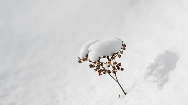 Pianta su neve bianca — Foto Stock