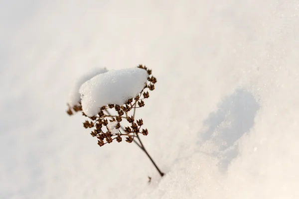 Plantera på vit snö — Stockfoto