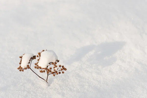 Beyaz kar üzerinde bitki — Stok fotoğraf