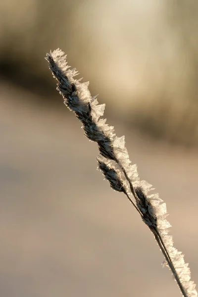 Zmrazené rostlina v zimě — Stock fotografie