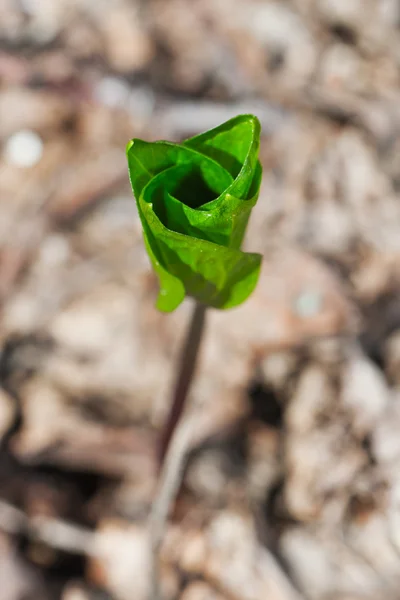 Jonge, groene plant bij spring — Stockfoto