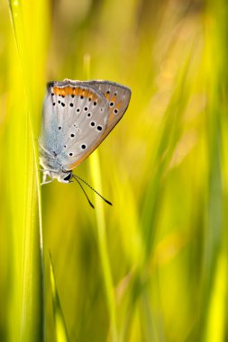 Kelebek plebejus IDAS