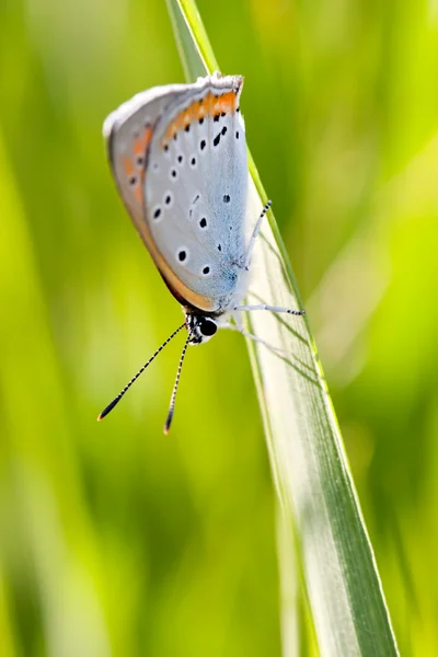 Butterfly Plebejus Idas — Stock Photo, Image