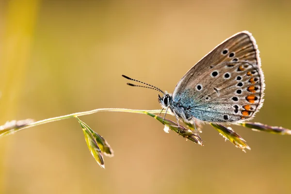 Schmetterling cyaniris helena — Stockfoto