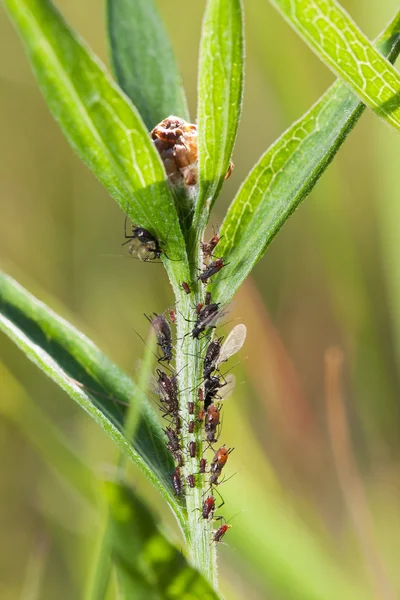 Larvas de insetos em planta verde — Fotografia de Stock