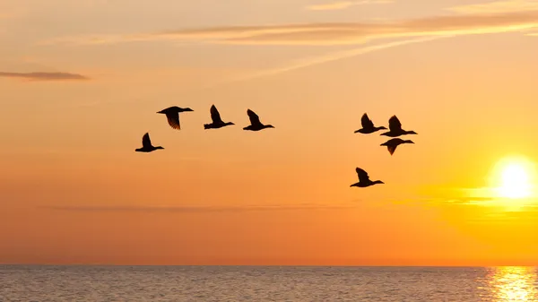 Oiseaux volant dans le ciel au coucher du soleil — Photo