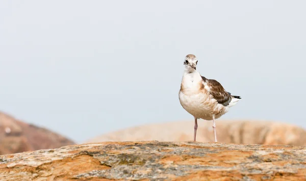 Mouette de mer sur un rocher — Photo