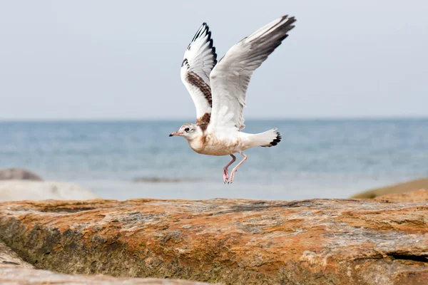 Sea gull nebo mew — Stock fotografie