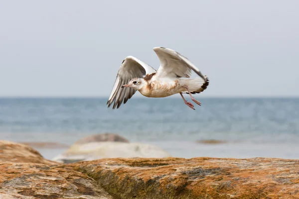 Sea gull or mew — Stock Photo, Image