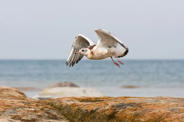 Gabbiano di mare o miagolio — Foto Stock