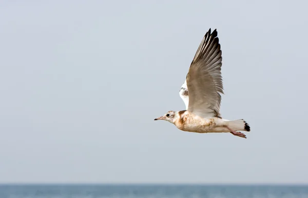 Sea gull or mew — Stock Photo, Image