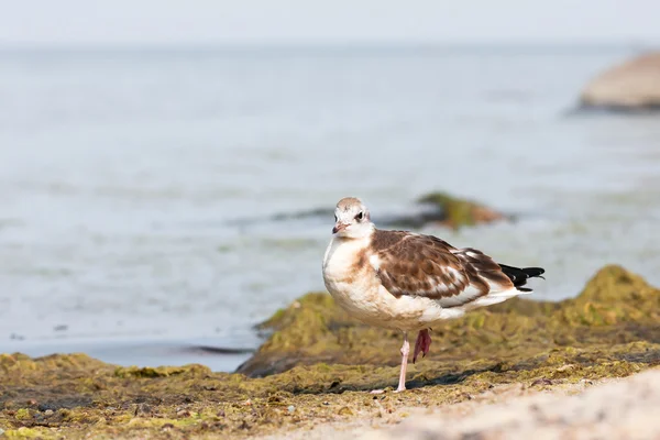 Sea gull lub mew — Zdjęcie stockowe