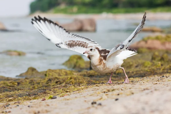 Sea gull lub mew — Zdjęcie stockowe