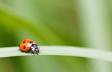 yedi nokta ladybird