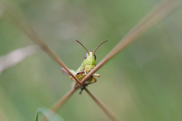 Liten gräshoppa — Stockfoto