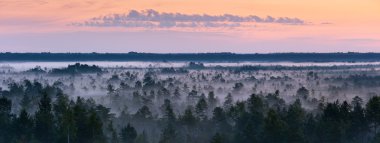 sisli bataklık peyzaj