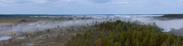 Dimmiga marsh landskap — Stockfoto