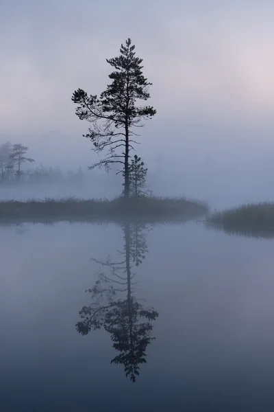 Yksittäinen puu usvassa — kuvapankkivalokuva