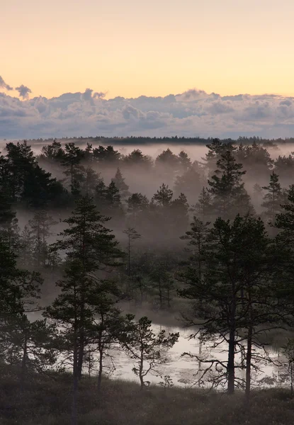 Trees in mist in a marsh — Stock Photo, Image