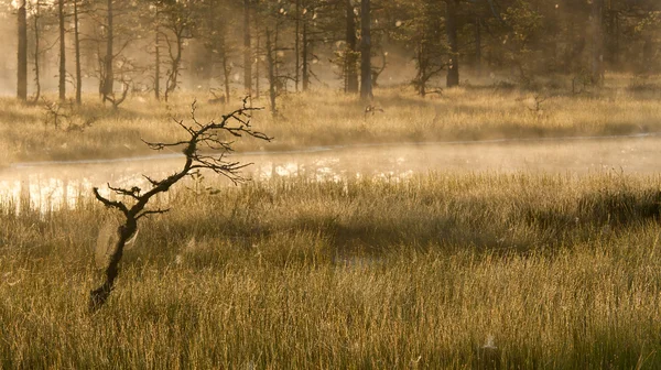 Árbol desnudo en un pantano — Foto de Stock