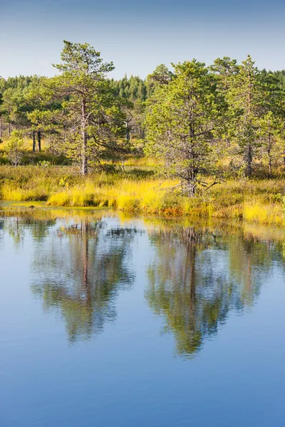 Bomen en reflecties op het water — Stockfoto