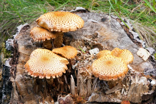 Orange fungus on tree — Stock Photo, Image