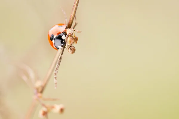 Mariquita en un tallo de planta — Foto de Stock